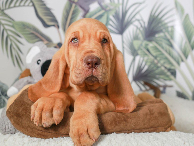 Bloodhound-Male-RED-3633770-Animal Kingdom | Puppies N Love