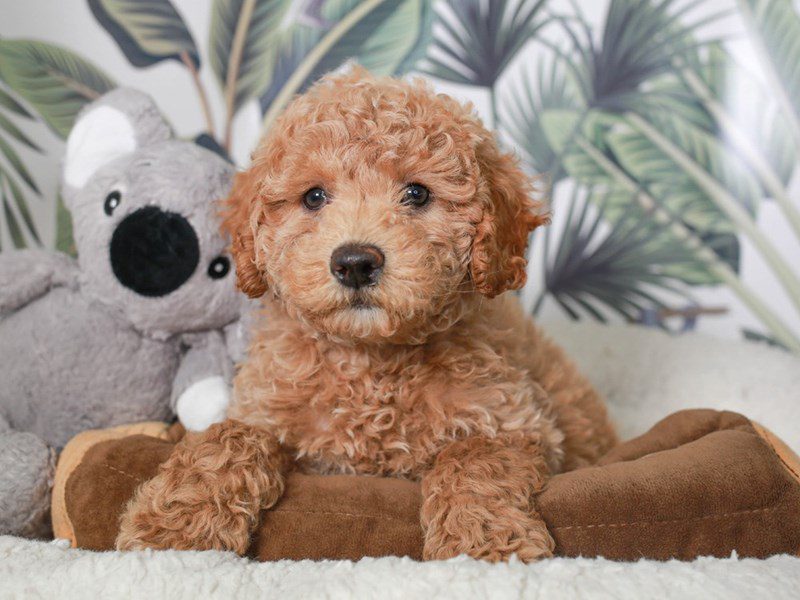 Mini Labradoodle-Female-RED-3633776-Animal Kingdom | Puppies N Love