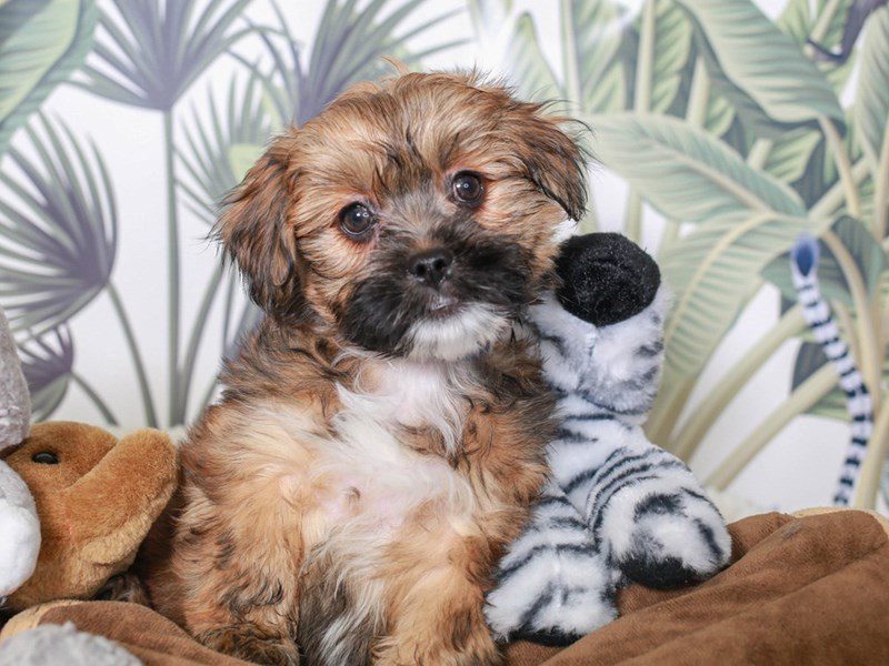 Hava Apso-Male-SABLE-3633354-Animal Kingdom | Puppies N Love