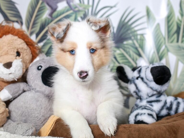 Shetland Sheepdog