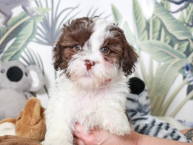 Havanese