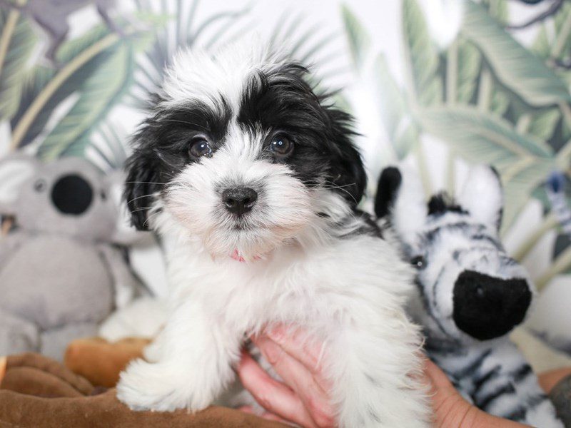 Coton De Tulear-Female-Blk & Wh-3634220-Animal Kingdom | Puppies N Love