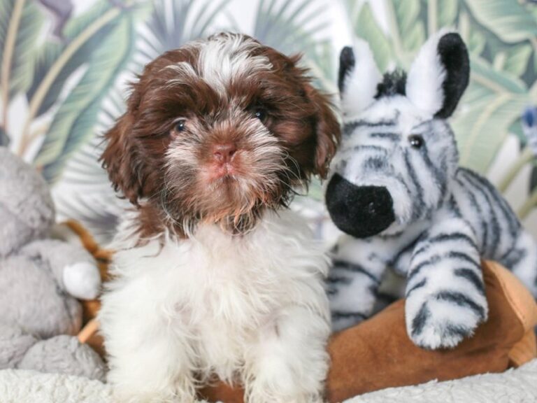 Shih Tzu