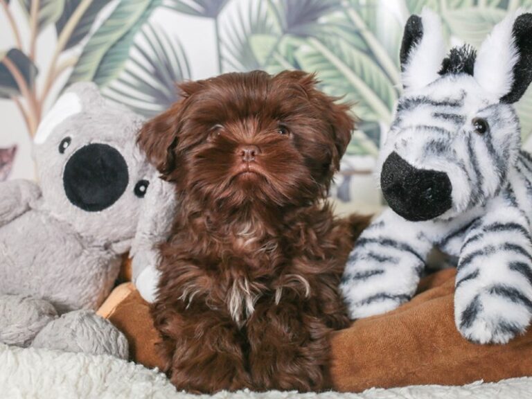 Shih Tzu