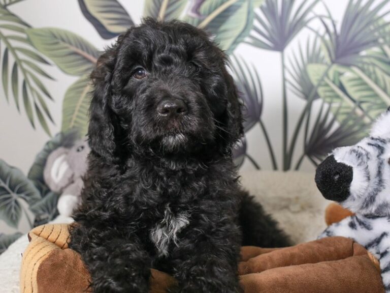 Golden Doodle