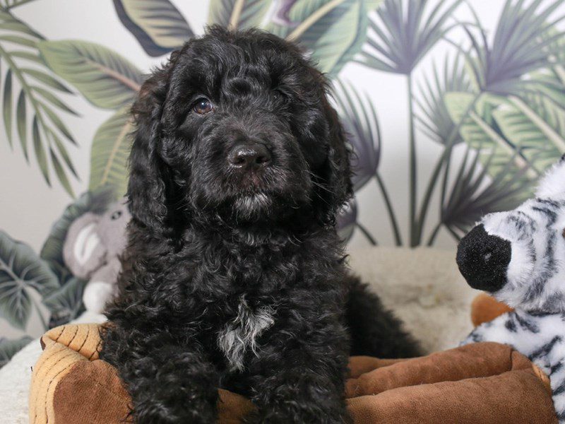 Golden Doodle-Male-BLK-3634169-Animal Kingdom | Puppies N Love