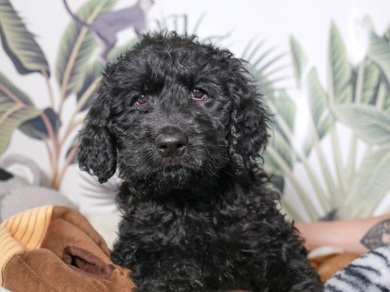 Golden Doodle