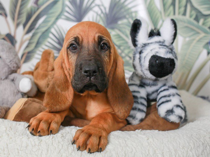 Bloodhound-Female-RED-3633771-Animal Kingdom | Puppies N Love