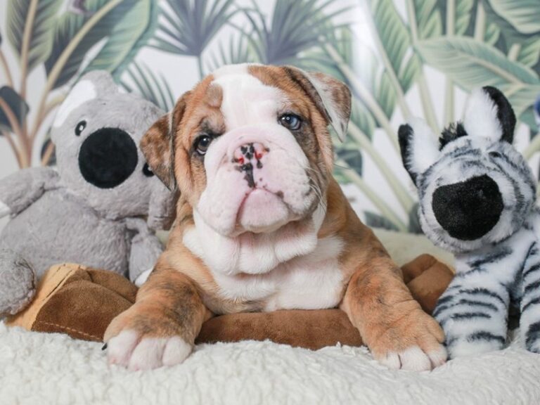 English Bulldog