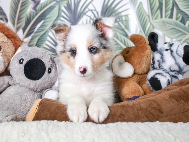 Shetland Sheepdog