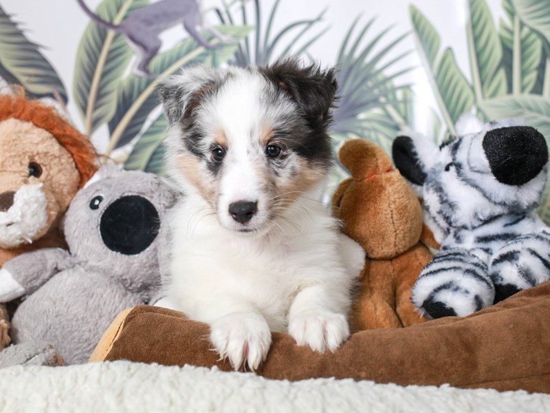 Shetland Sheepdog-Male-Bl Mrl-3633328-Animal Kingdom | Puppies N Love