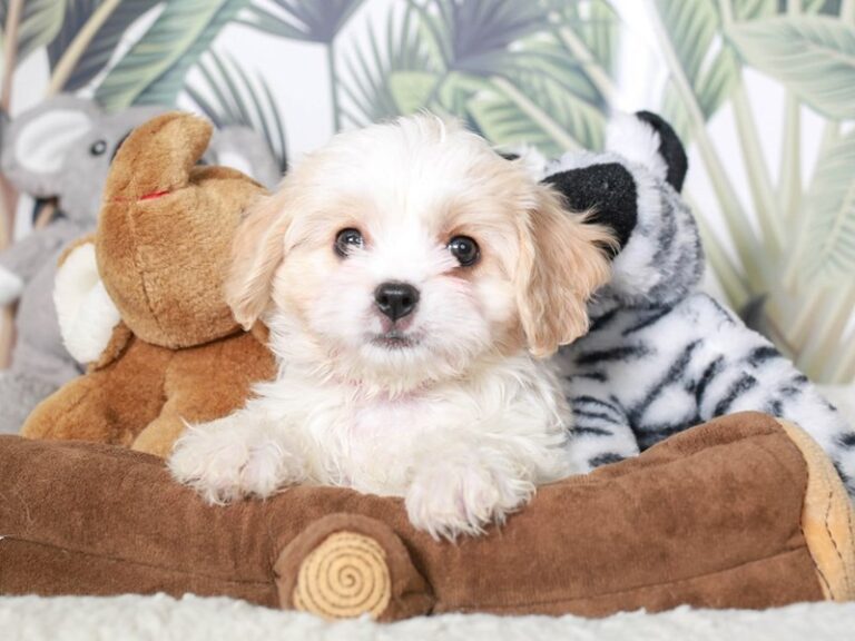 Cavachon