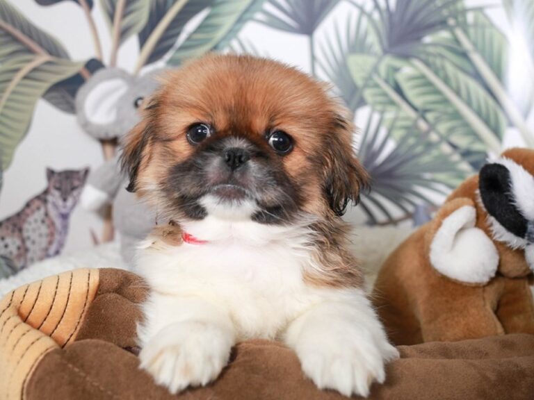 Pekingese
