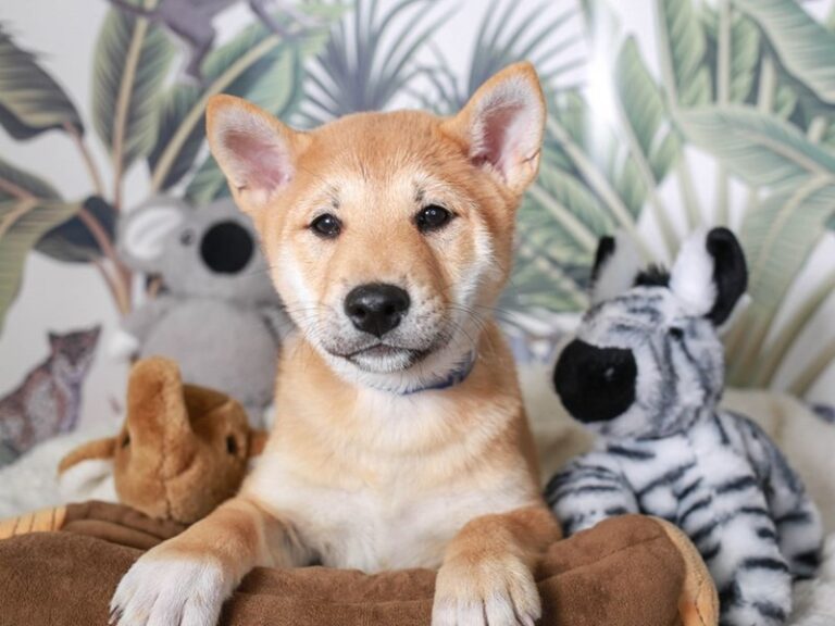 Shiba Inu