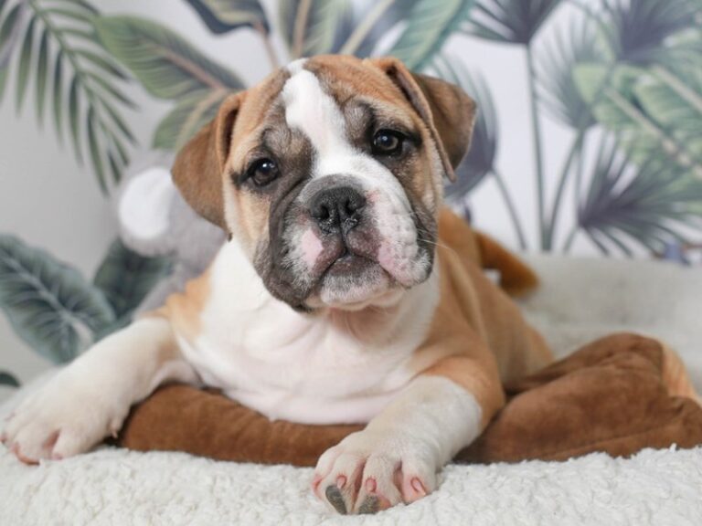 English Bulldog