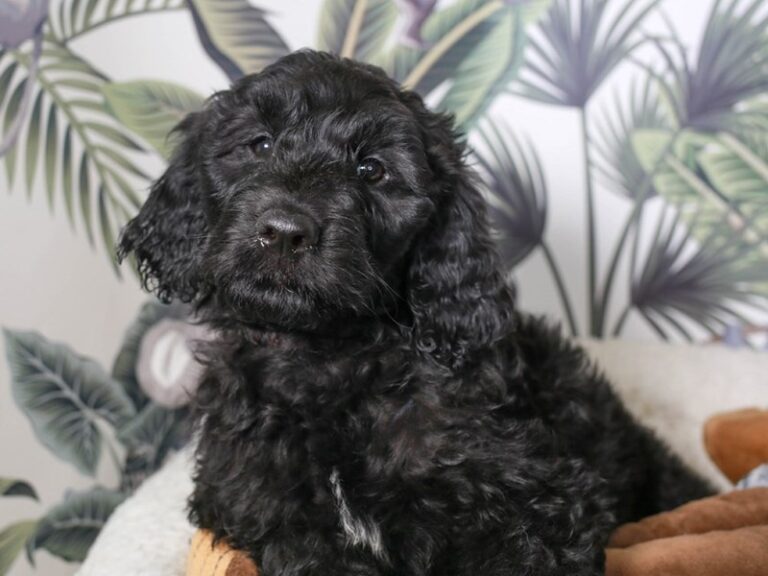Golden Doodle