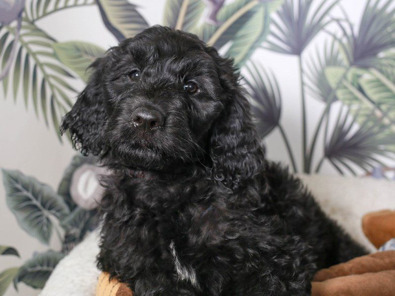 Golden Doodle-Male-BLK-3634172-Animal Kingdom | Puppies N Love