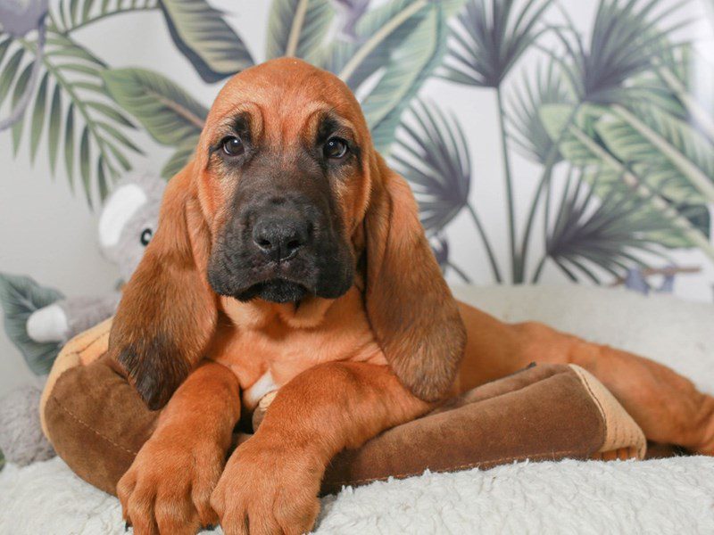 Bloodhound-Male-RED-3633769-Animal Kingdom | Puppies N Love