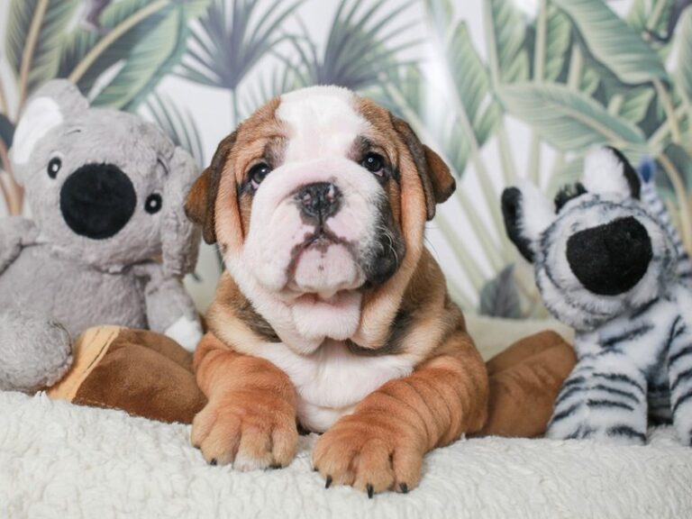English Bulldog