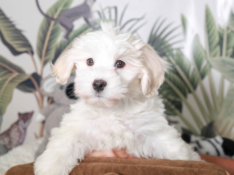 Coton De Tulear