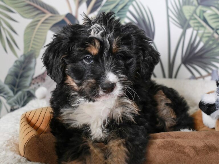 Mini Bernedoodle