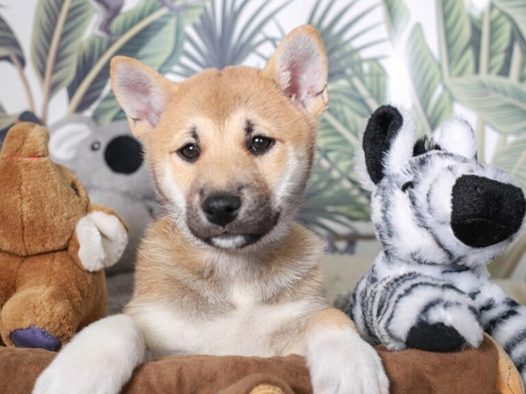 Shiba Inu