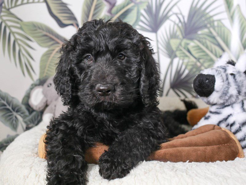 Golden Doodle-Male-BLK-3634170-Animal Kingdom | Puppies N Love