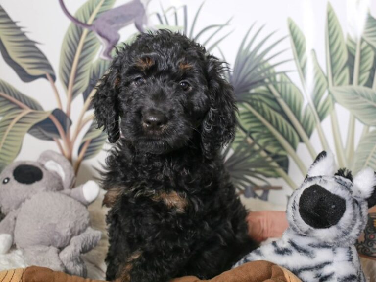Golden Doodle