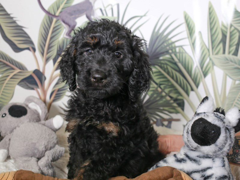 Golden Doodle-Female-BLK BRWN-3634175-Animal Kingdom | Puppies N Love