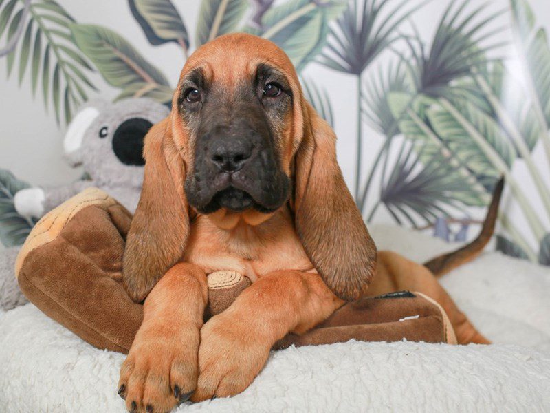 Bloodhound-Female-RED-3633772-Animal Kingdom | Puppies N Love