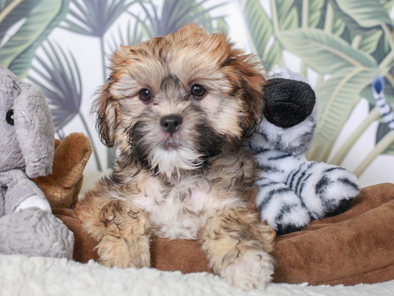 Hava Apso-Female-SABLE-3633356-Animal Kingdom | Puppies N Love