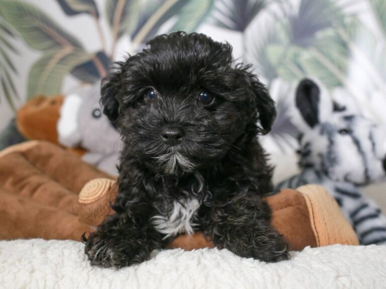Maltipoo