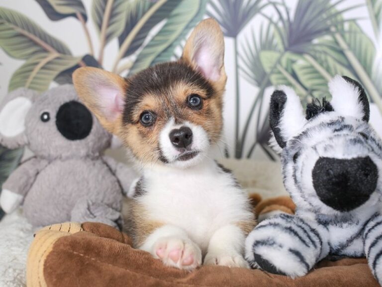 Pembroke Welsh Corgi