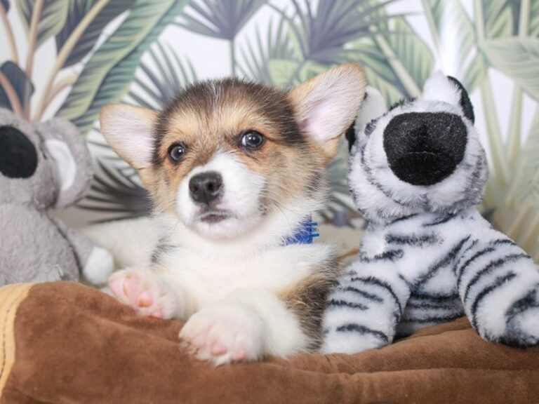 Pembroke Welsh Corgi