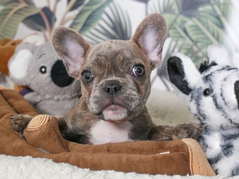 French Bulldog