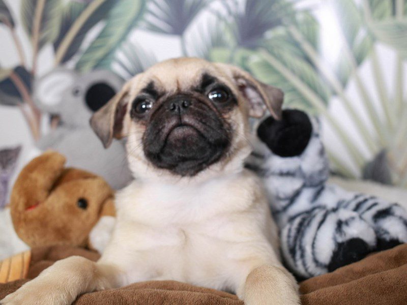 Pug-Male-fawn-3634483-Animal Kingdom | Puppies N Love