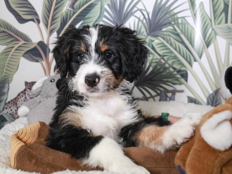 Mini Bernedoodle