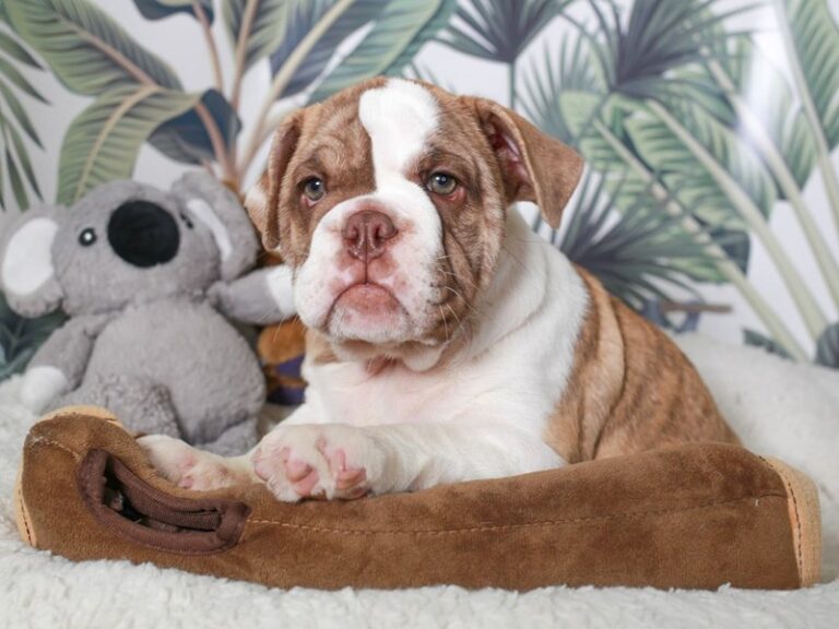 English Bulldog