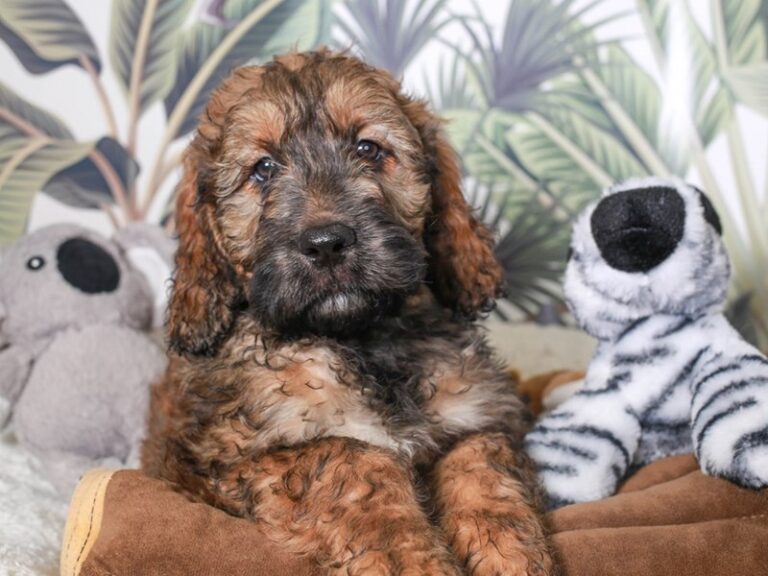 Golden Doodle