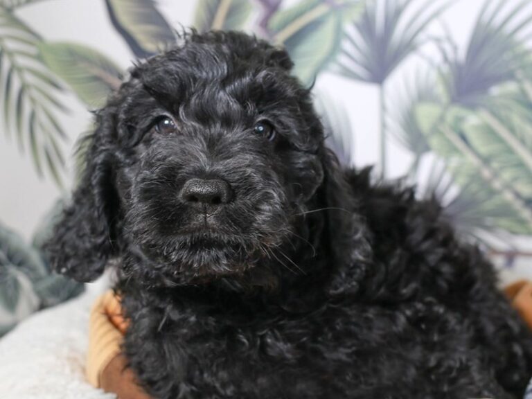 Golden Doodle
