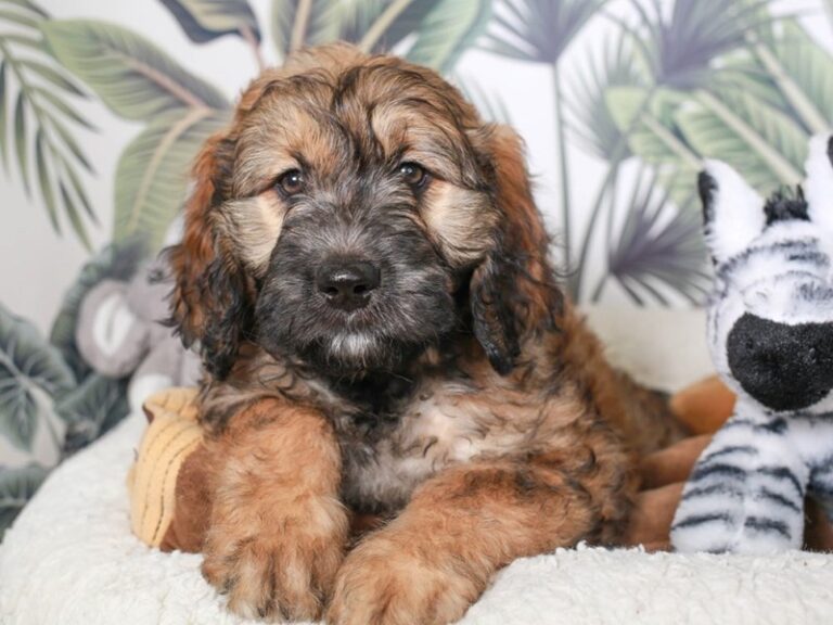 Golden Doodle