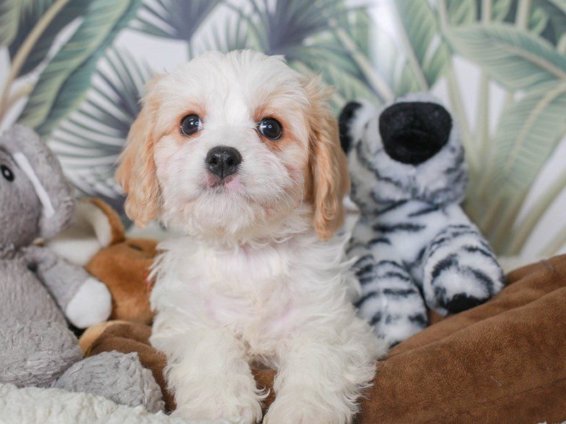 Cavachon-Male-Red & Wh-3633914-Animal Kingdom | Puppies N Love