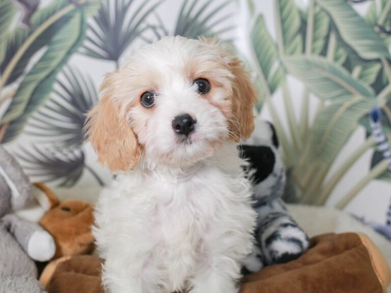 Cavachon