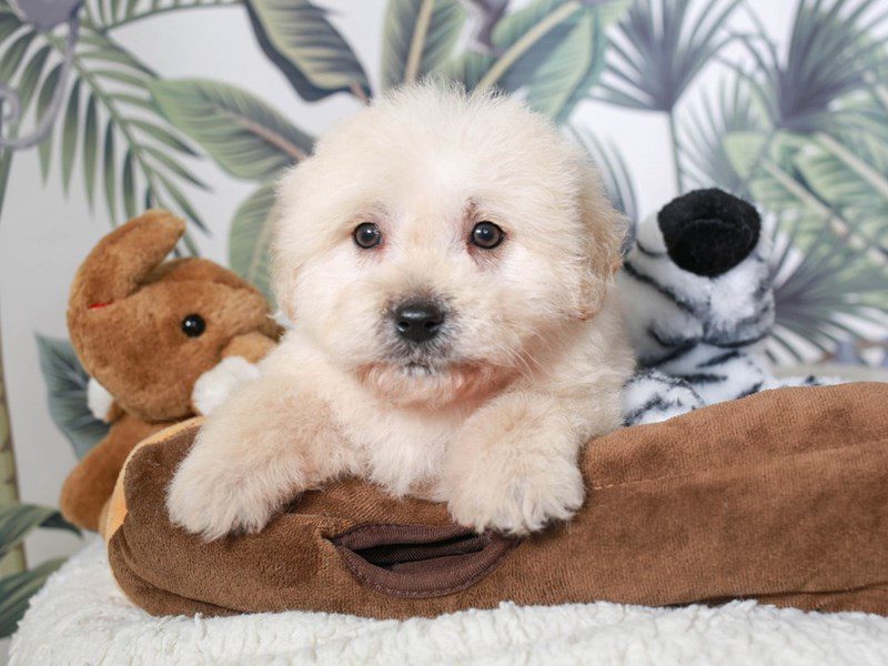 Mini Goldendoodle-Male-Cream-3634477-Animal Kingdom | Puppies N Love