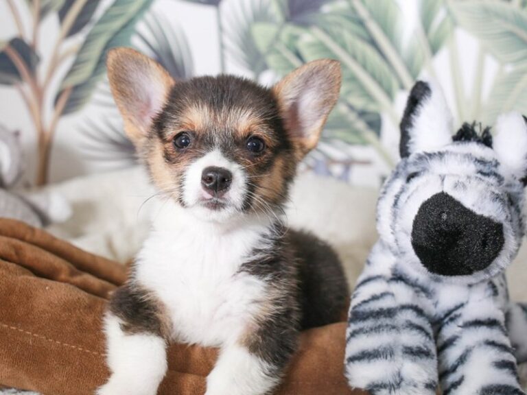 Pembroke Welsh Corgi