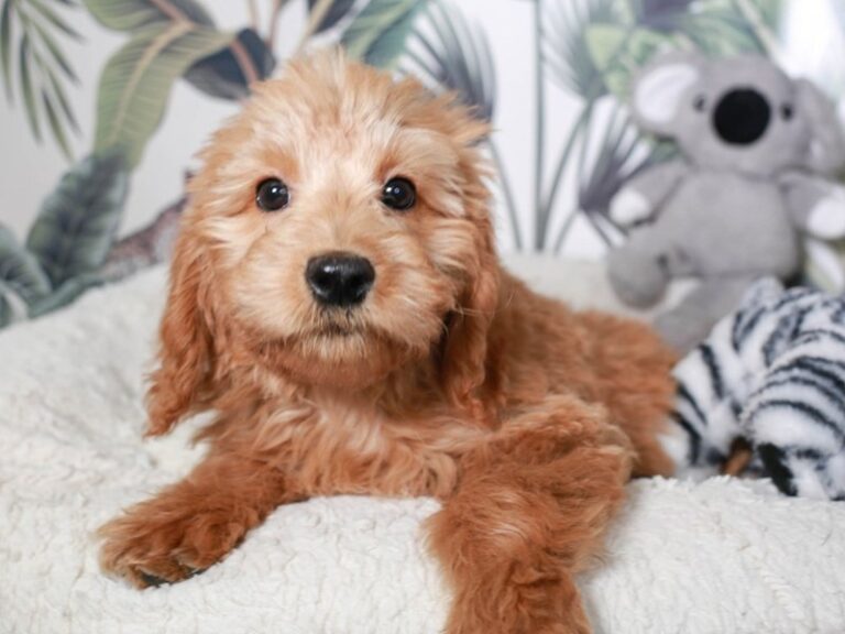 Mini Goldendoodle