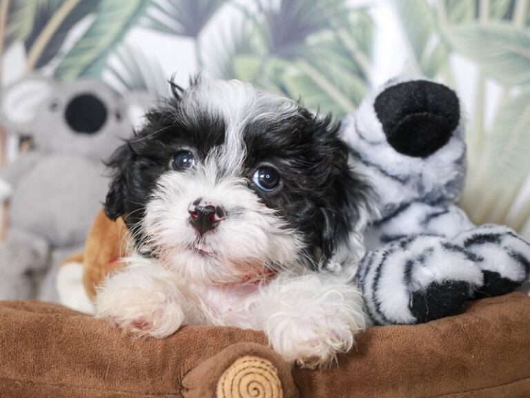 Havanese