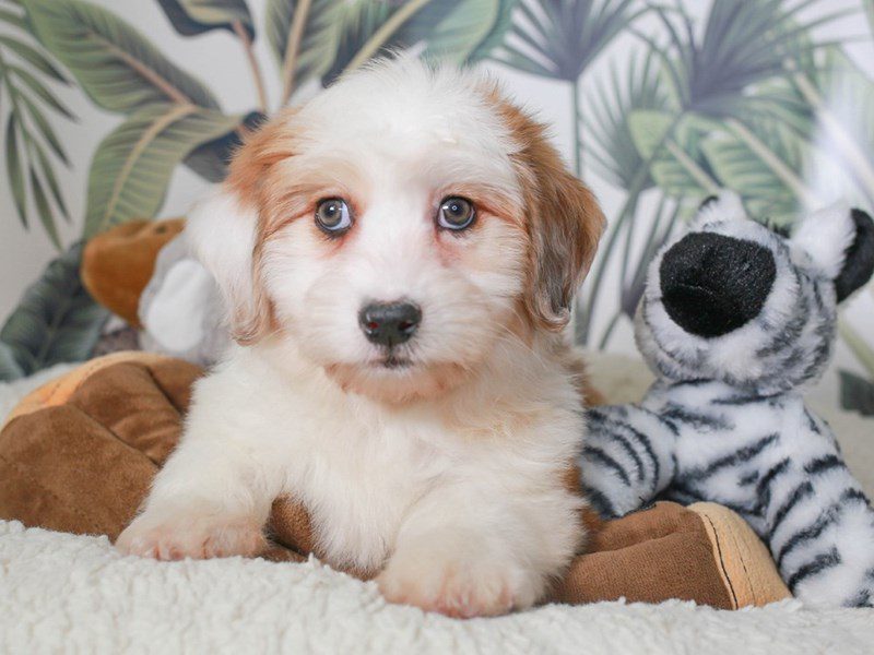 Aussieton-Female-SABLE WHI-3633641-Animal Kingdom | Puppies N Love