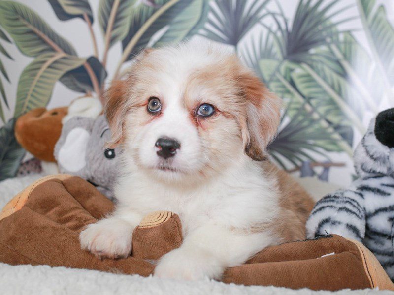 Aussieton-Female-SABLE WHI-3633643-Animal Kingdom | Puppies N Love