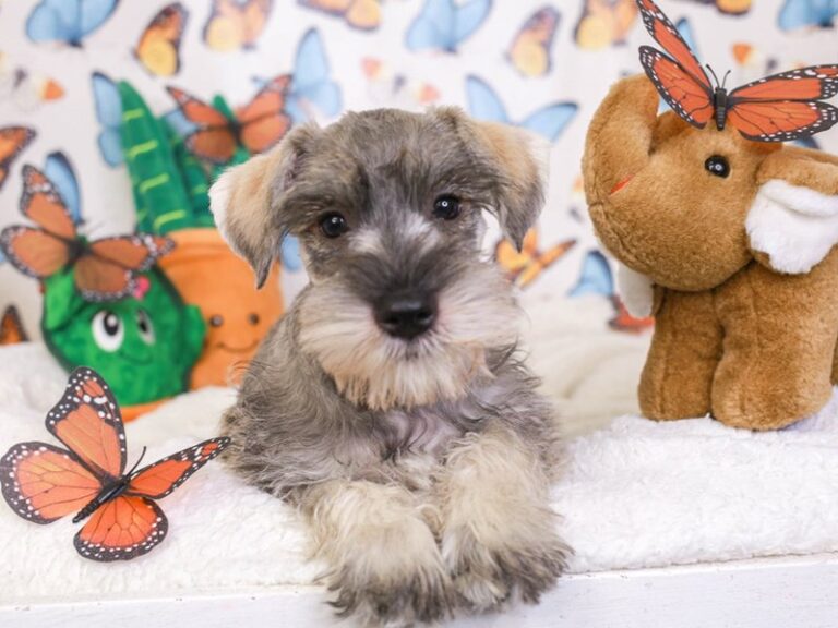 Mini Schnauzer
